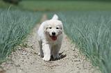 GOLDEN RETRIEVER 676